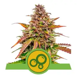 Bubble Kush Automatic