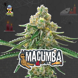 Macumba