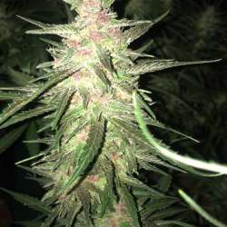 Wedding Cake x Skunk#1