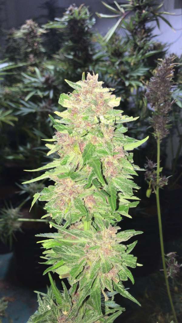 Purple Kush Auto XL