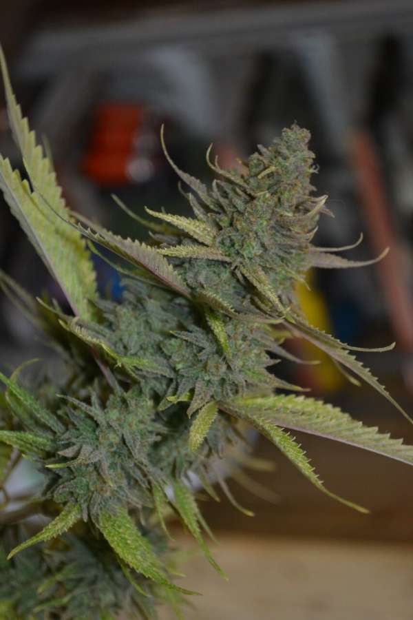 Critical Kush Auto XL