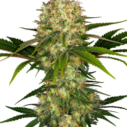 Afghani #1