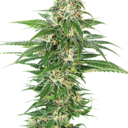 Early Skunk Auto