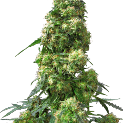 Early Skunk