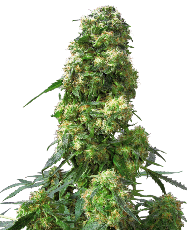 Early Skunk