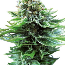 Northern Lights Auto