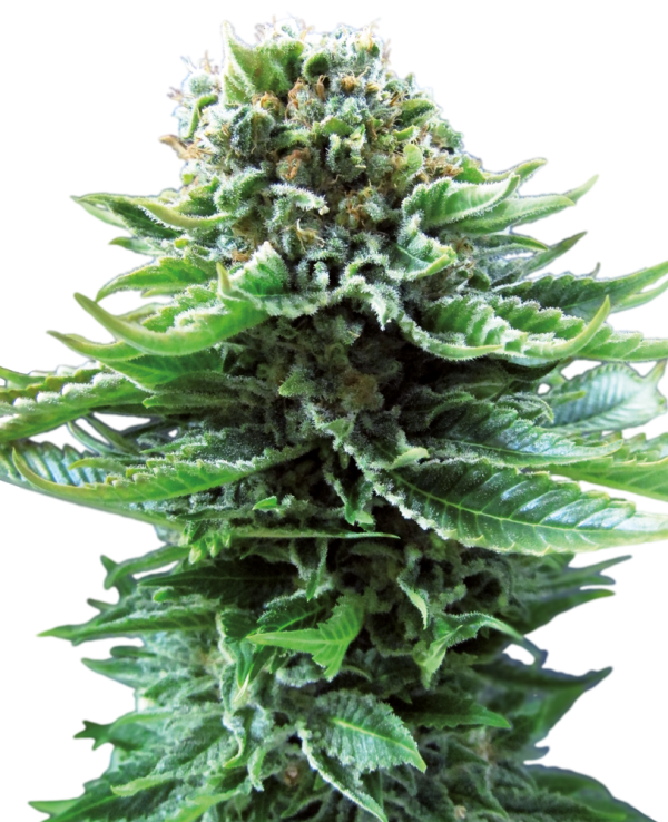 Northern Lights Auto
