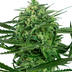 Sensi Amnesia