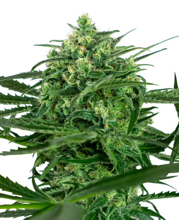 Sensi Amnesia