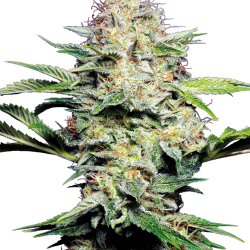 Sensi Skunk Auto