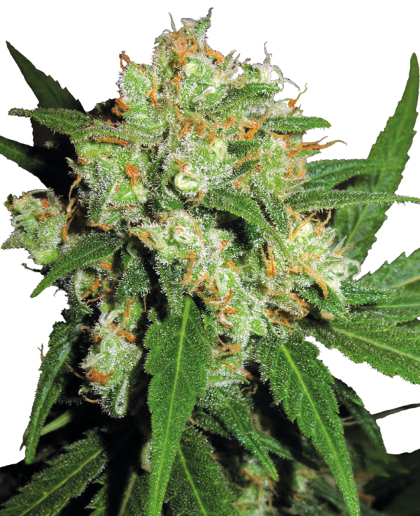 Sensi Skunk
