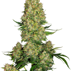 Skunk #1 Auto