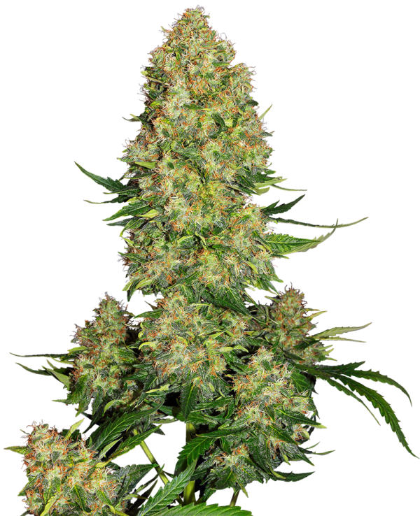 Skunk #1 Auto