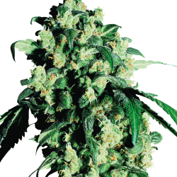 Super Skunk