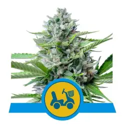Fast Eddy CBD  Auto