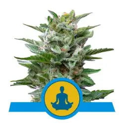 Stress Killer CBD  Auto