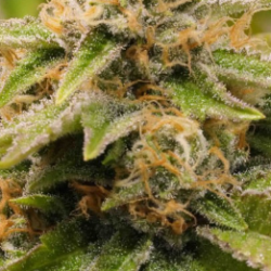 Gorilla Punch Auto