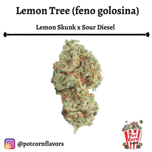 Lemon Tree