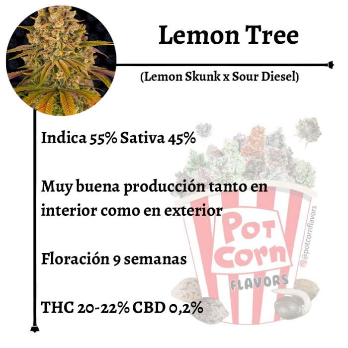 Lemon Tree - Image 2