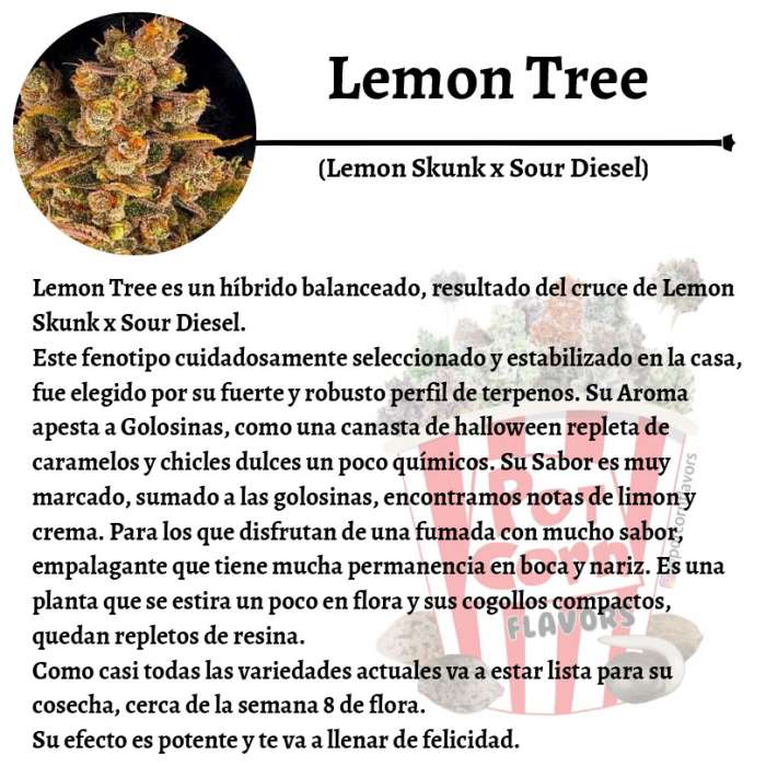 Lemon Tree - Image 3