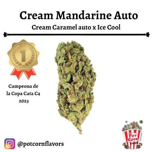 Cream Mandarine Auto
