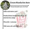 Cream Mandarine Auto - Image 2