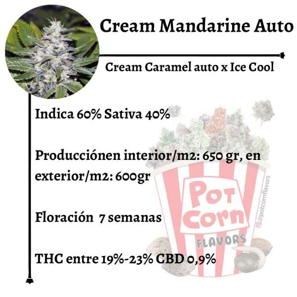 Cream Mandarine Auto - Image 2