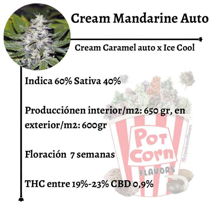 Cream Mandarine Auto - Image 2