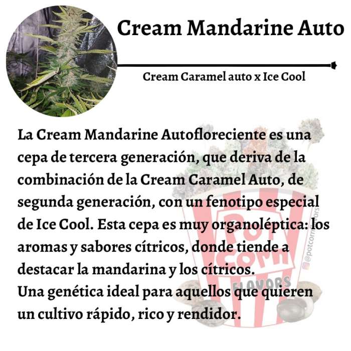 Cream Mandarine Auto - Image 3