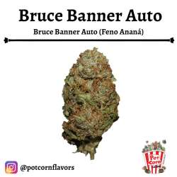 Bruce Banner Auto