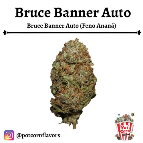 Bruce Banner Auto