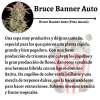Bruce Banner Auto - Image 3