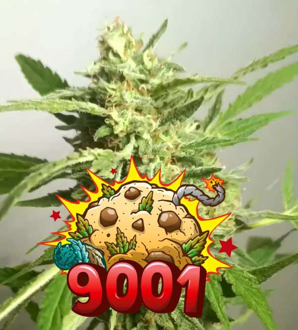 9001