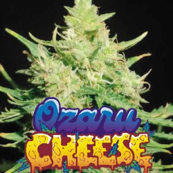 Ozaru Cheese