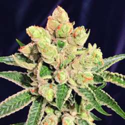 Banana Sherbet Speed Version