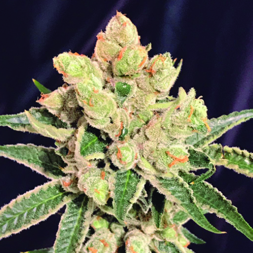 Banana Sherbet Speed Version