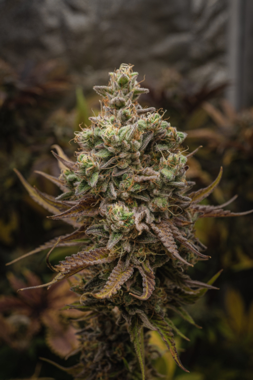 Cheese Auto XL