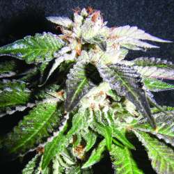 Confidencial OG