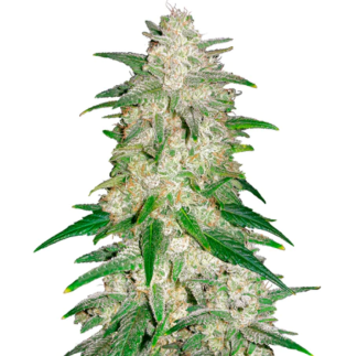 Gelato Royal Auto