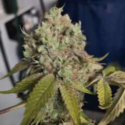 Kush Sherbet