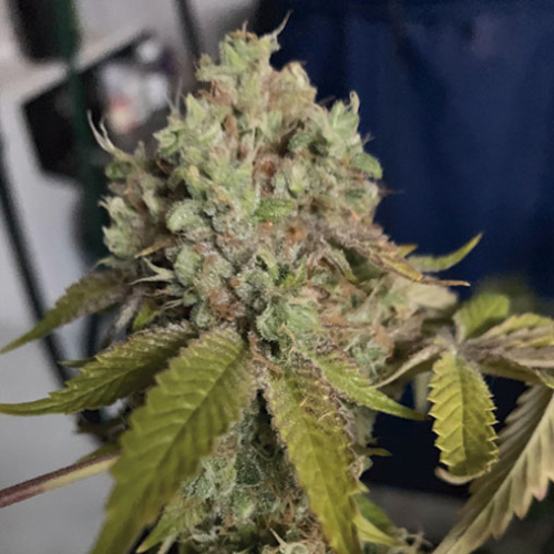 Kush Sherbet