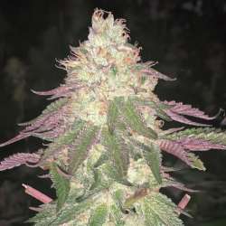 Malibu Auto