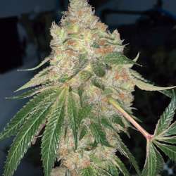 Masskush Speed Version