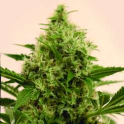 Pandemia Kush Auto