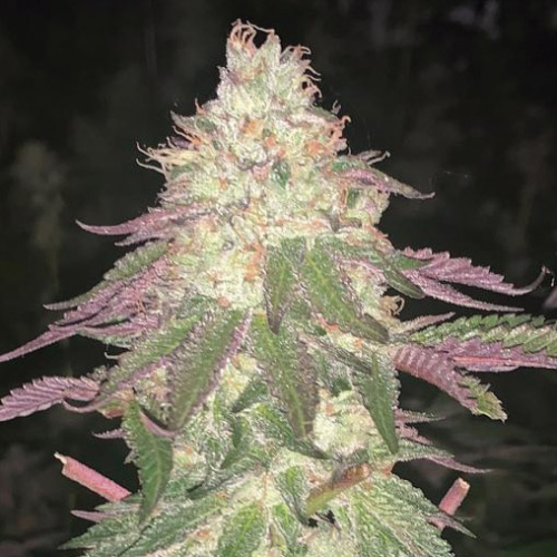 TKB Auto CBD