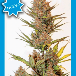 Cherry Banana Auto
