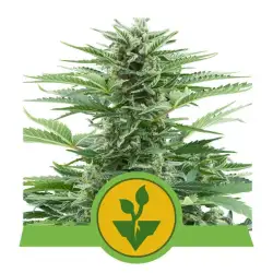 Easy Bud Auto