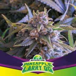 Pineapple Larry OG Fem