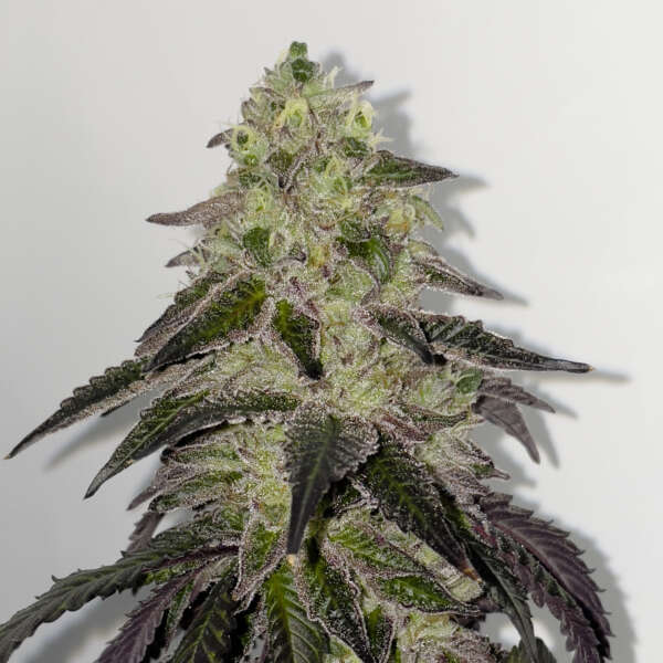 Leche lunar - Image 3