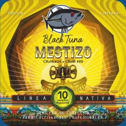 Mestizo Regular